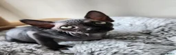 Sphynx cats for sale: Have 3 beautiful Canadian Sphynx - Advert 18