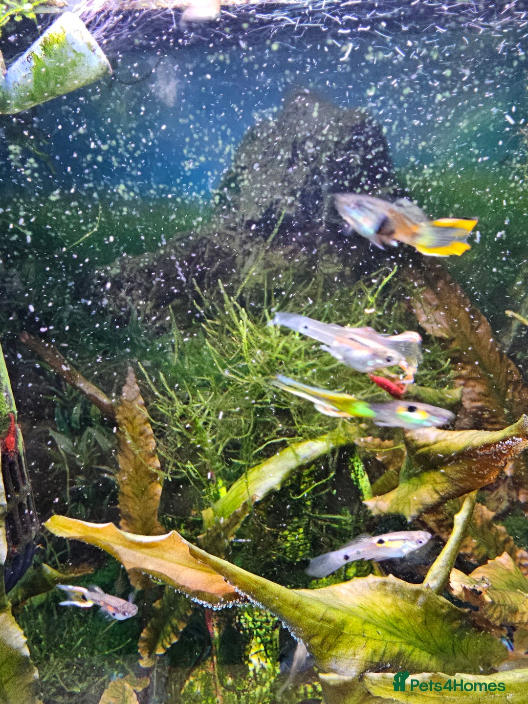 Shrimps fish for sale: Red Cherry shrimp and Endler guppies  - Advert 3