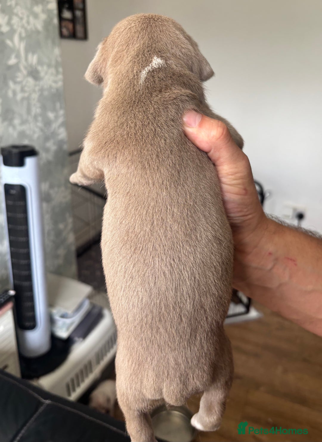 American Bull Staffy dogs for sale: 8 beautiful Amstaff puppies - Image 19