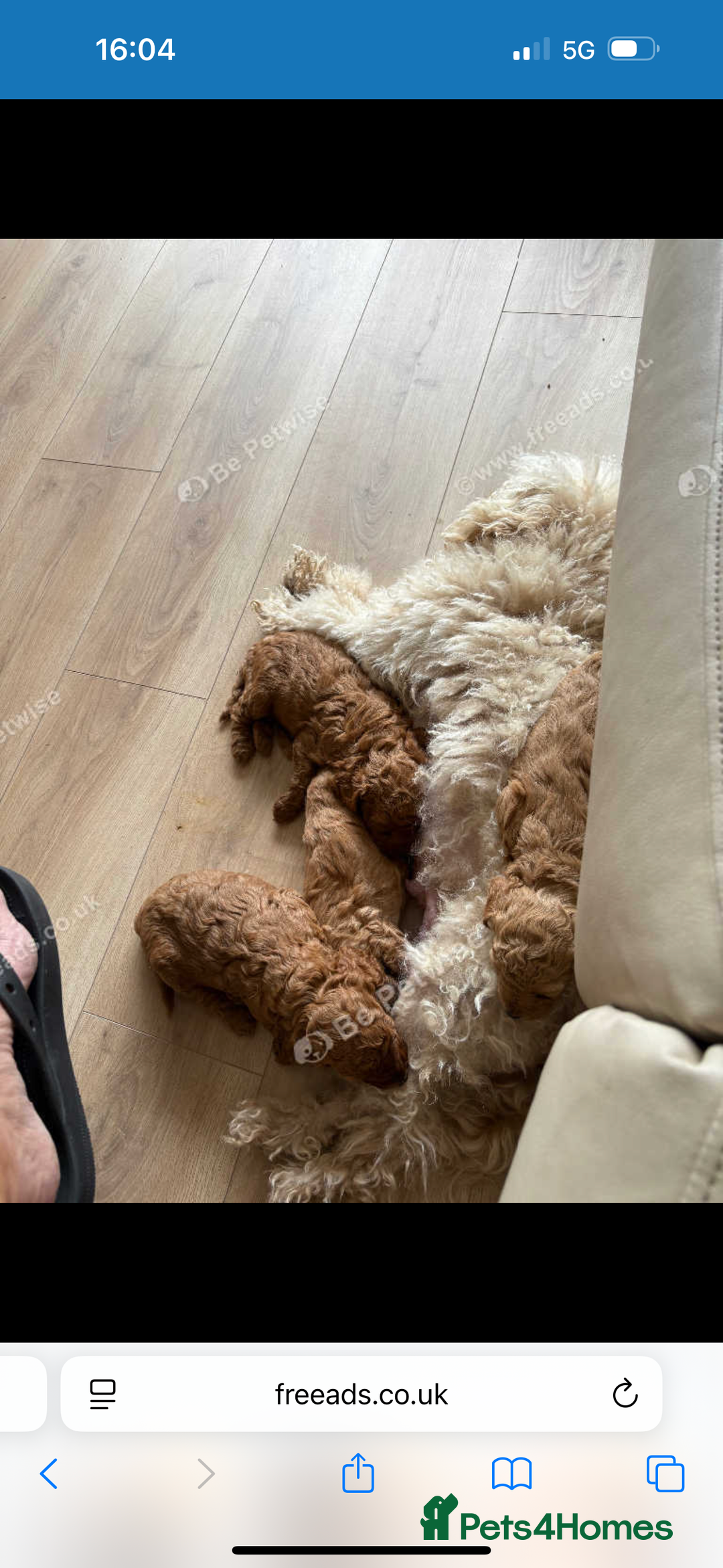 Miniature Poodle dogs for sale: KC miniature poodle  - Image 6