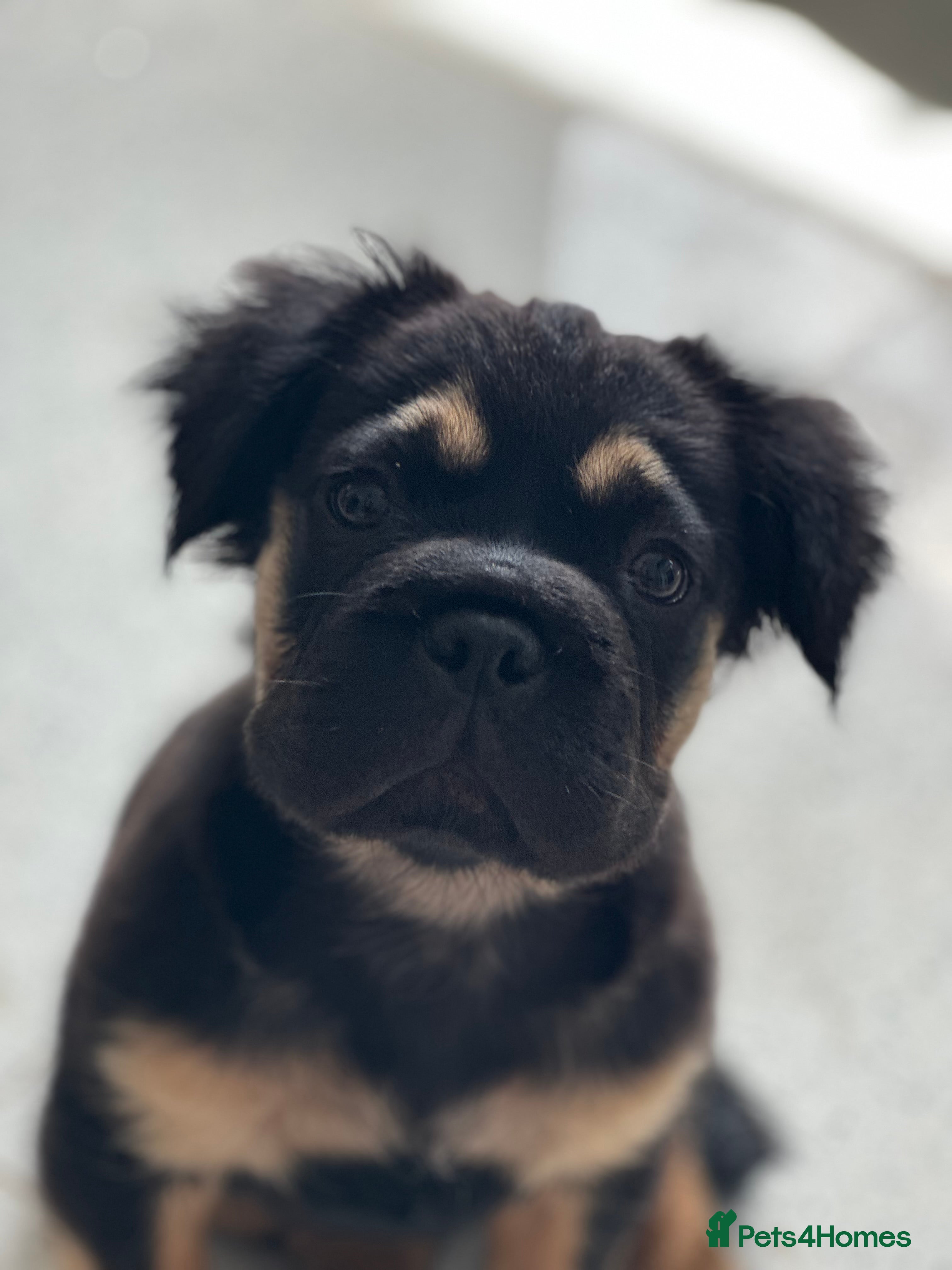 French Bulldog dogs Furbabys  - Advert 2