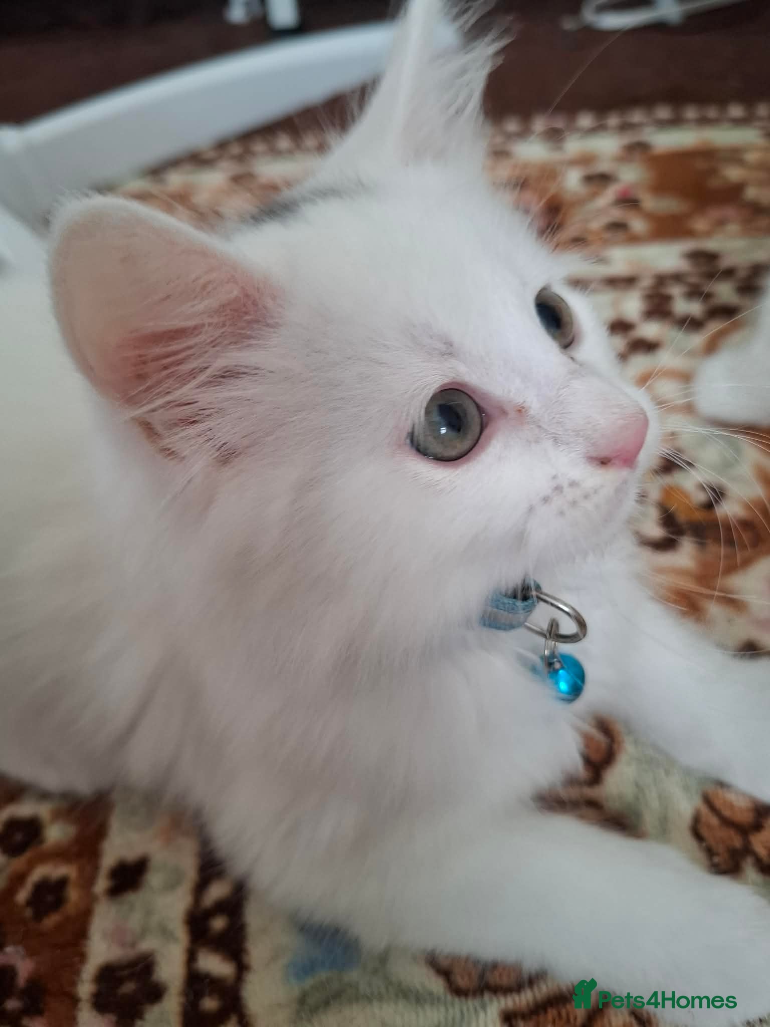 Mixed Breed cats for sale: 3 White Boy Kittens For Sale - Advert 19