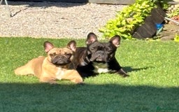 French Bulldog dogs for sale: French Bulldog Puppies PET PRICED  - Image 10