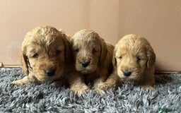 Mini Goldendoodle dogs for sale: Goldendoodle puppies! - Image 2