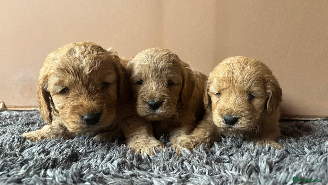Mini Goldendoodle dogs for sale: Goldendoodle puppies! - Image 2