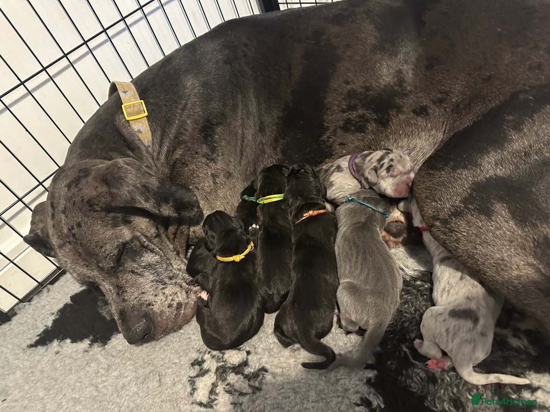 Great Dane dogs for sale: KC Registered Great Dane Puppies. - Image 24