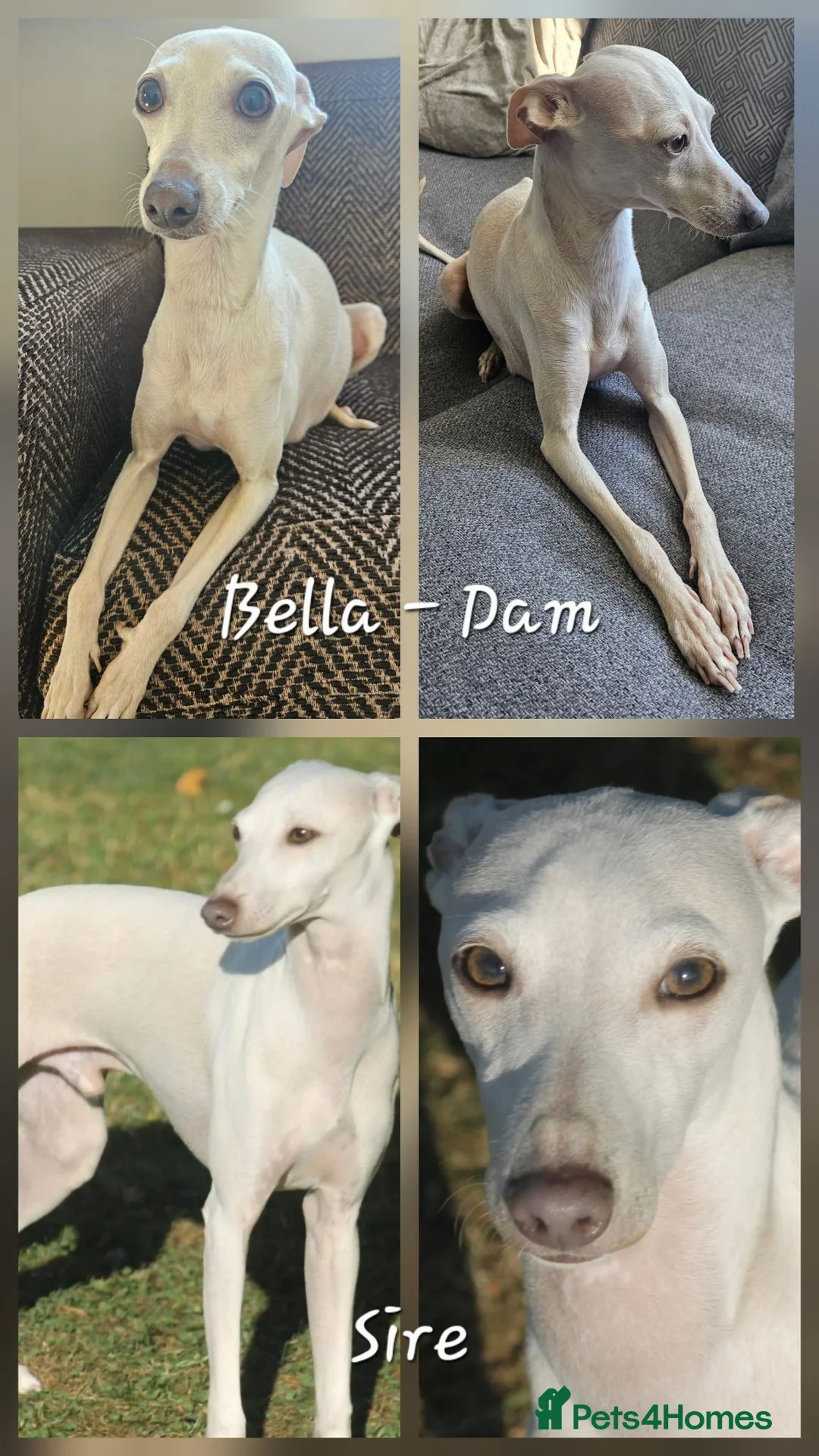 Italian Greyhound dogs for sale: 🤍 KC Registered Italian Greyhound Puppies 🤍 - Advert 7