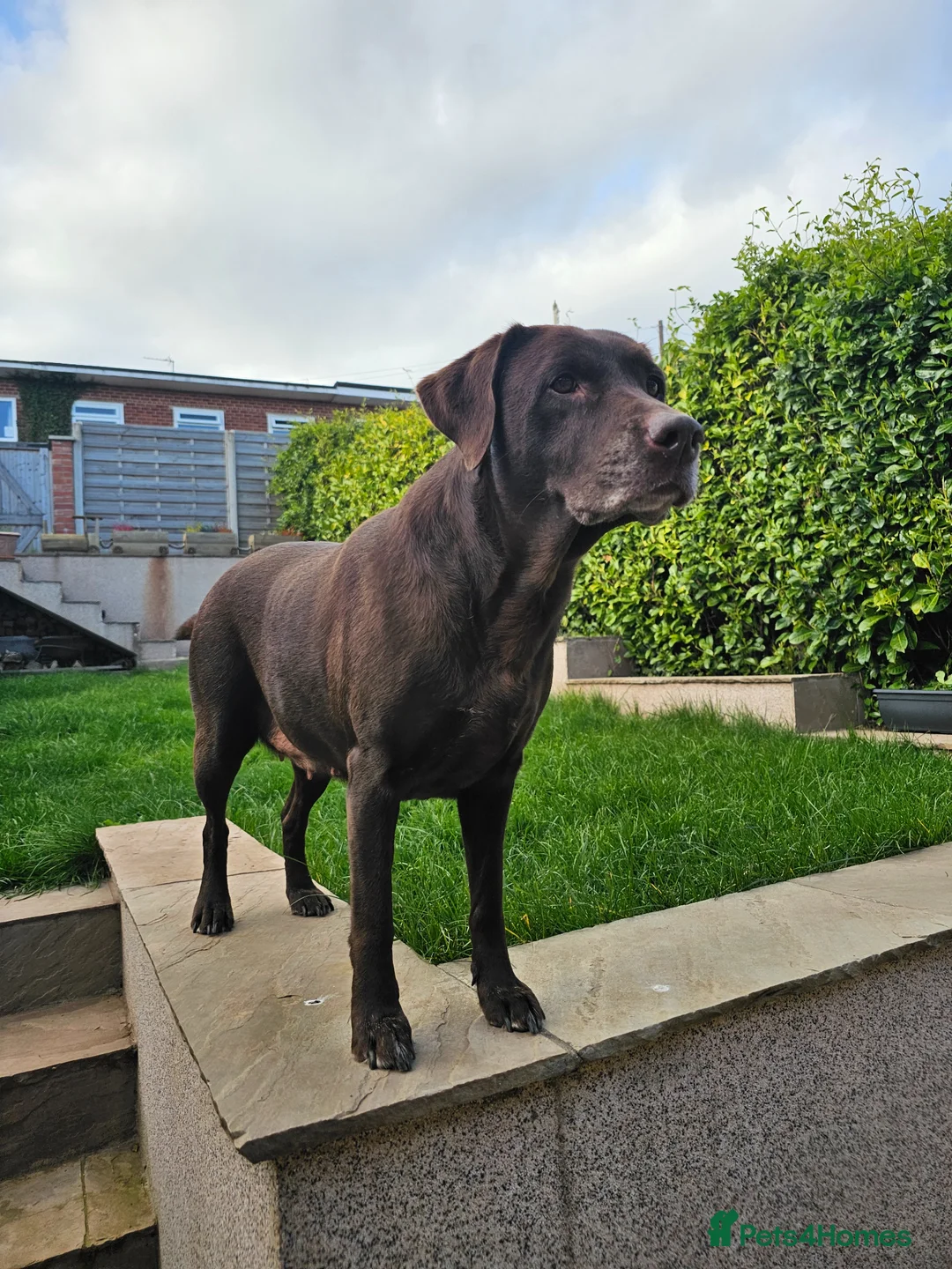 Labrador Retriever dogs for sale: Chocolate labrador retriever  - Advert 6