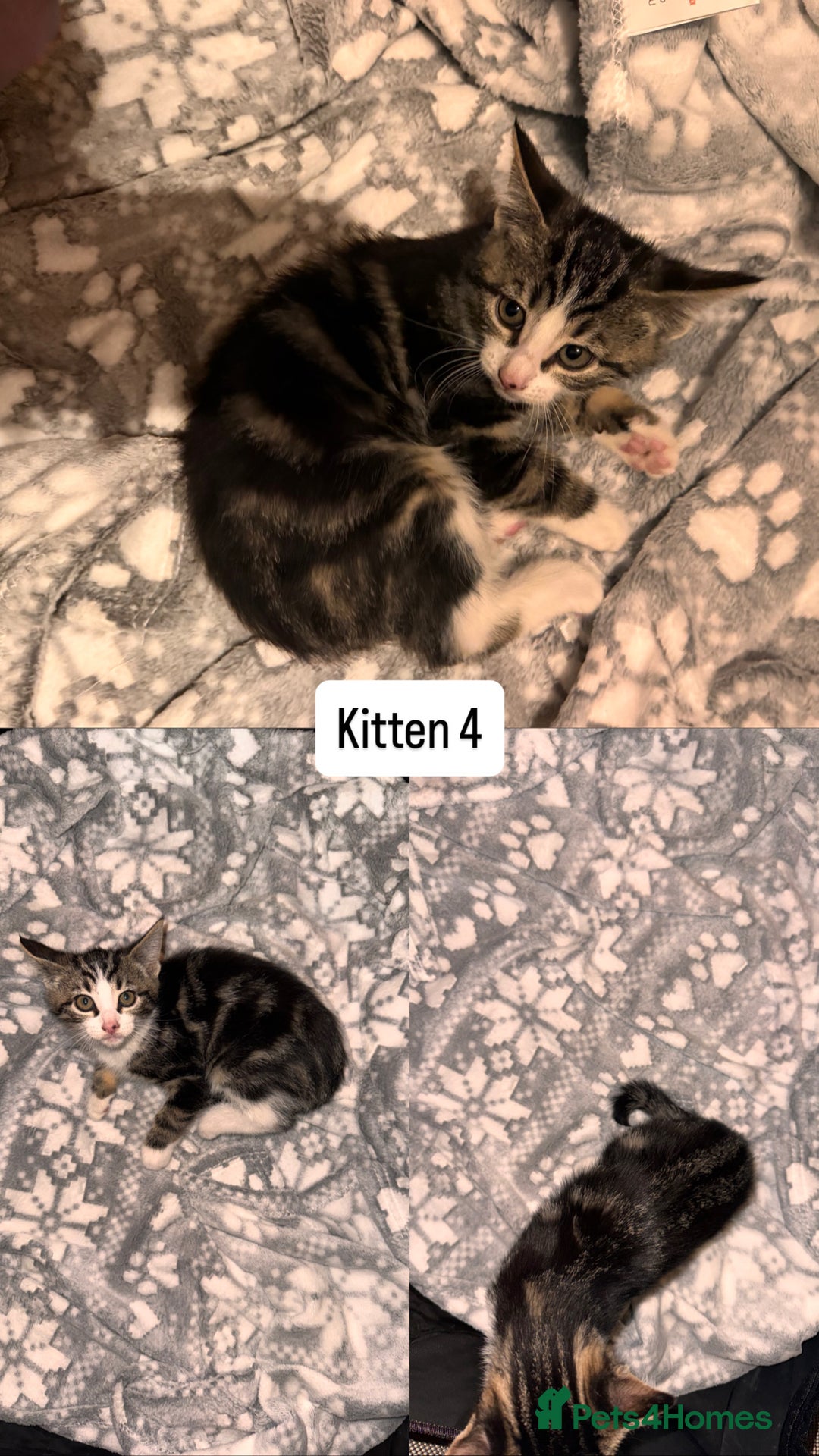 Mixed Breed cats for sale: 3 Kittens ready for new homes  - Advert 2