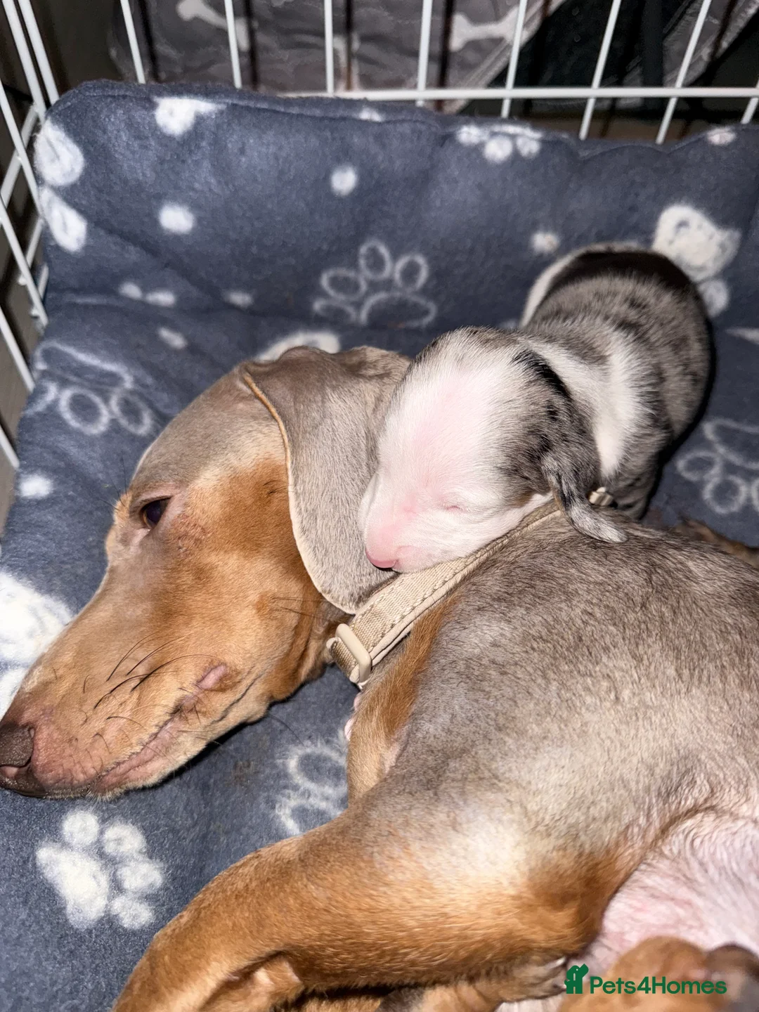 Miniature Dachshund dogs for sale: Two female mini dachshunds - Advert 1