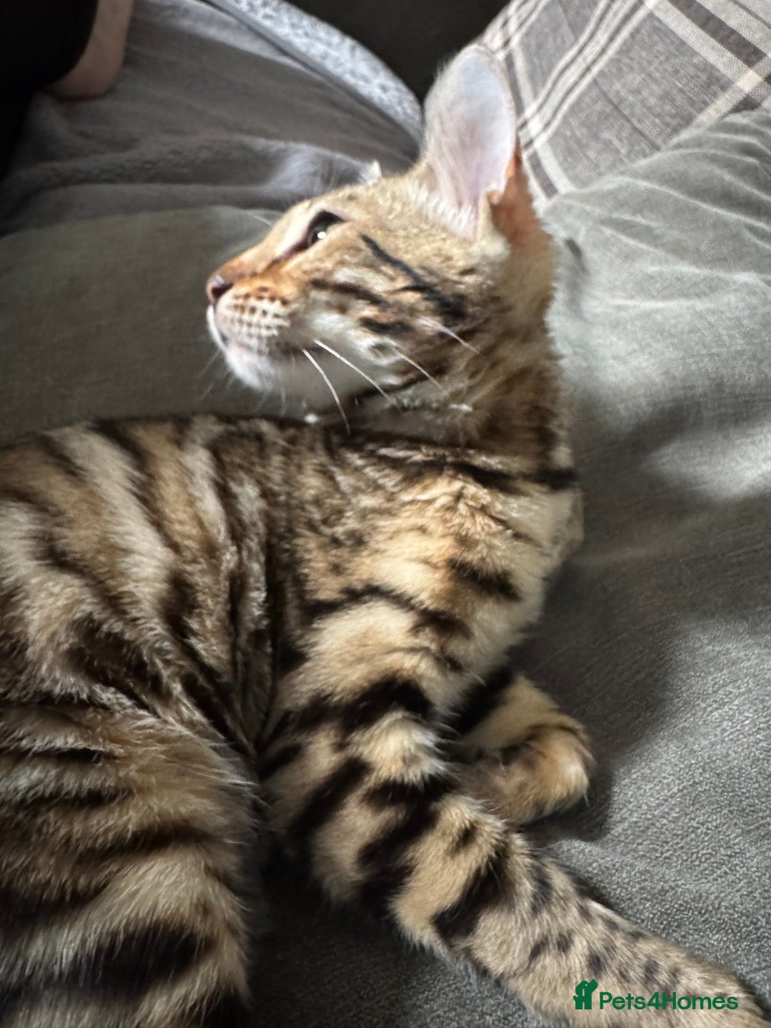 Bengal cats for sale: Beautiful girl  - Advert 5