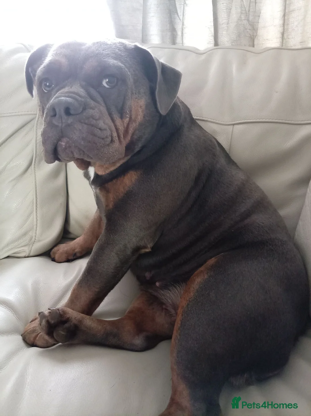 Mixed Breed dogs for sale: 2 year old friendly loyal dog - Advert 8
