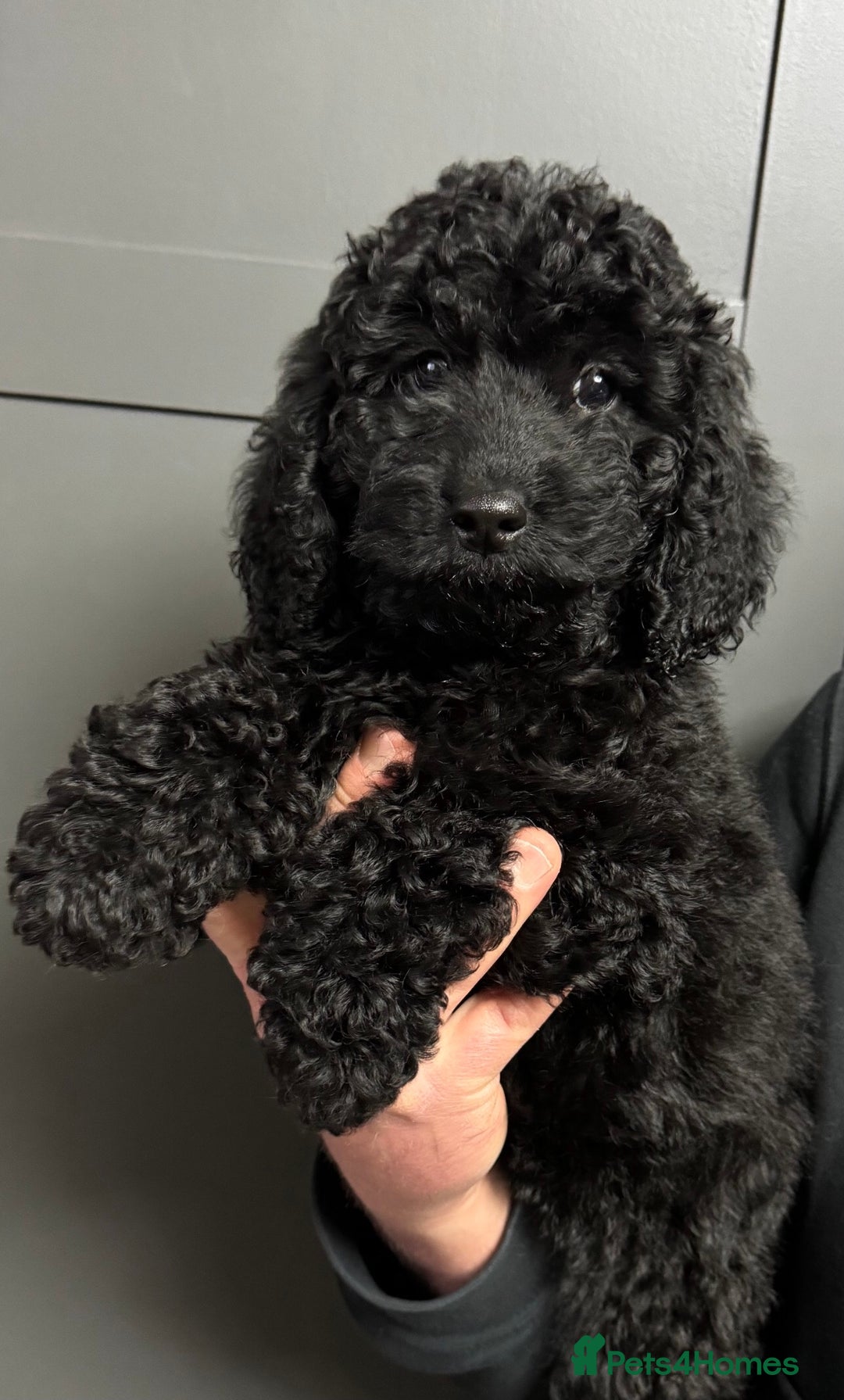 Cockapoo dogs for sale: Cockapoo puppies ready now full vacs/health tested - Advert 5