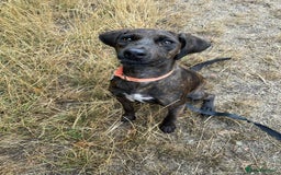 Mixed Breed dogs for adoption: Neffy has flown from Cyprus seeking a loving home  - Image 2