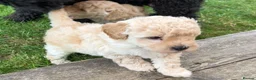 Poodle dogs for sale: Classic Poodle Puppies–Timeless Beauty in Stoke-on-Trent - Advert 7
