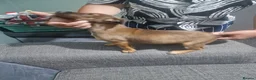 Belgian Shepherd Dog dogs for sale: Belgian Malinois Puppies Strong Working Bloodline - Advert 3