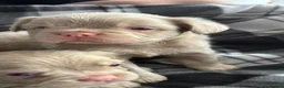 French Bulldog dogs for sale: 💥 READY SOON 💥 7 fluffy frenchies  - Advert 17