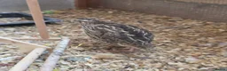 Softbills birds for sale: 3 female Japanese quails - Advert 5