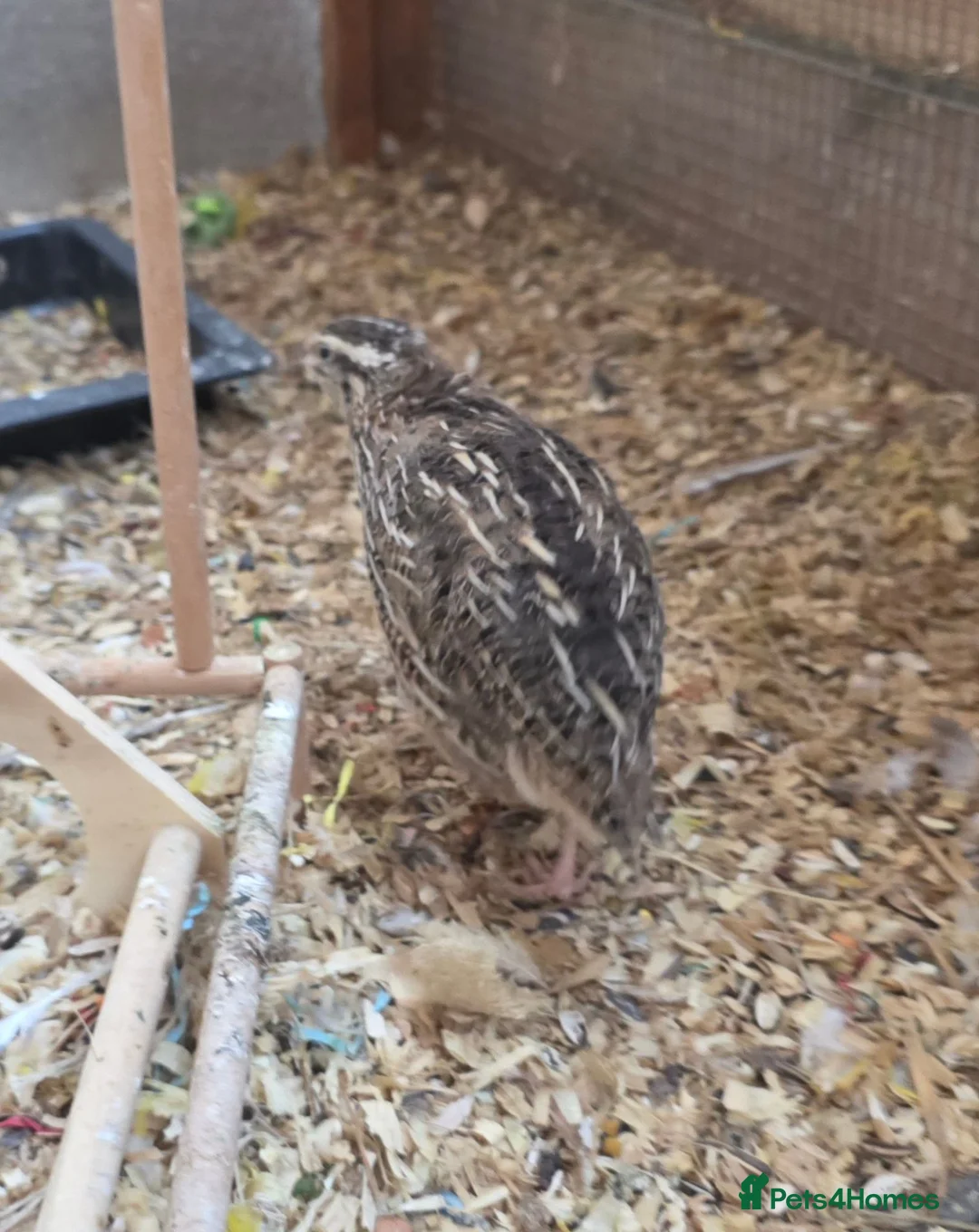 Softbills birds for sale: 3 female Japanese quails - Advert 5