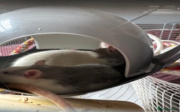 Rat rodents for sale: 2 adorable female rats - Image 5