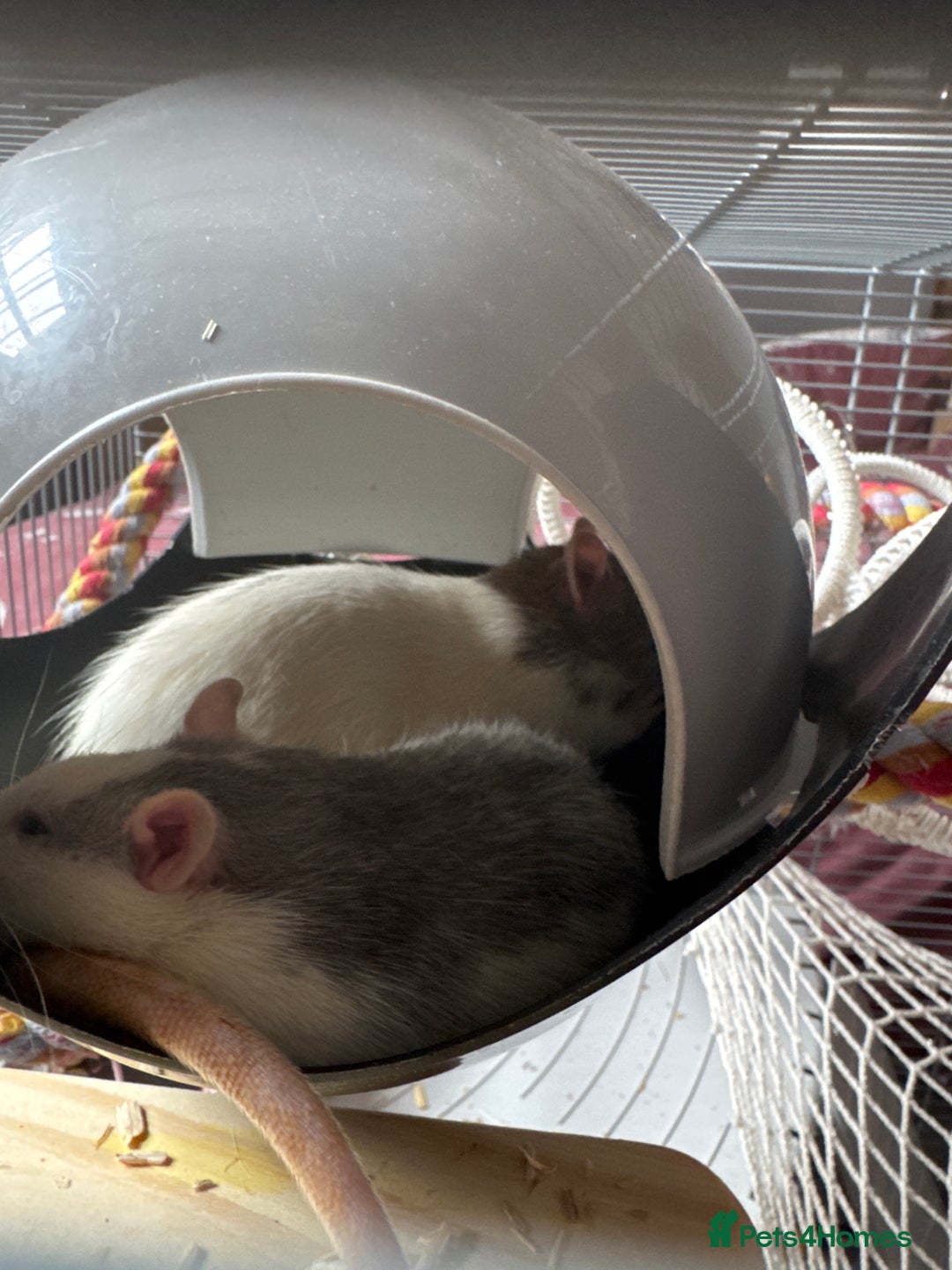 Rat rodents for sale: 2 adorable female rats - Image 5