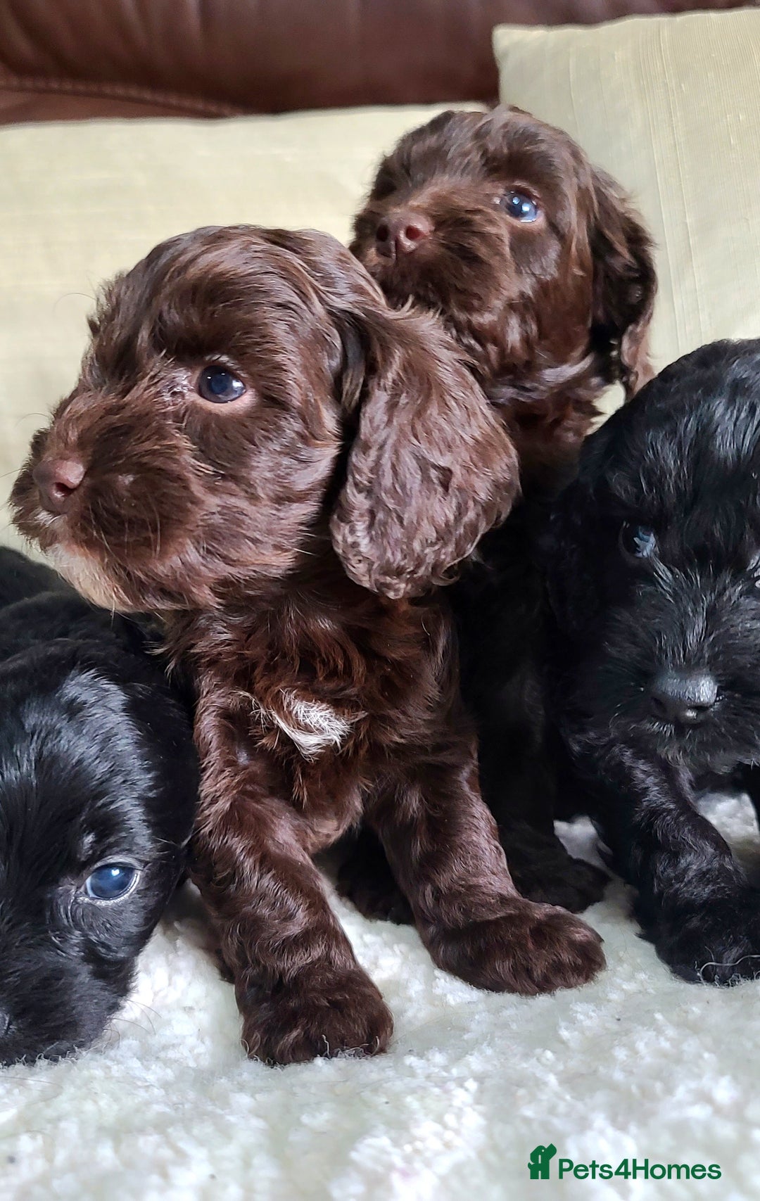 Cockapoo dogs for sale: F1 Cockapoo Puppies. Thick Coats. DNA tested - Image 4
