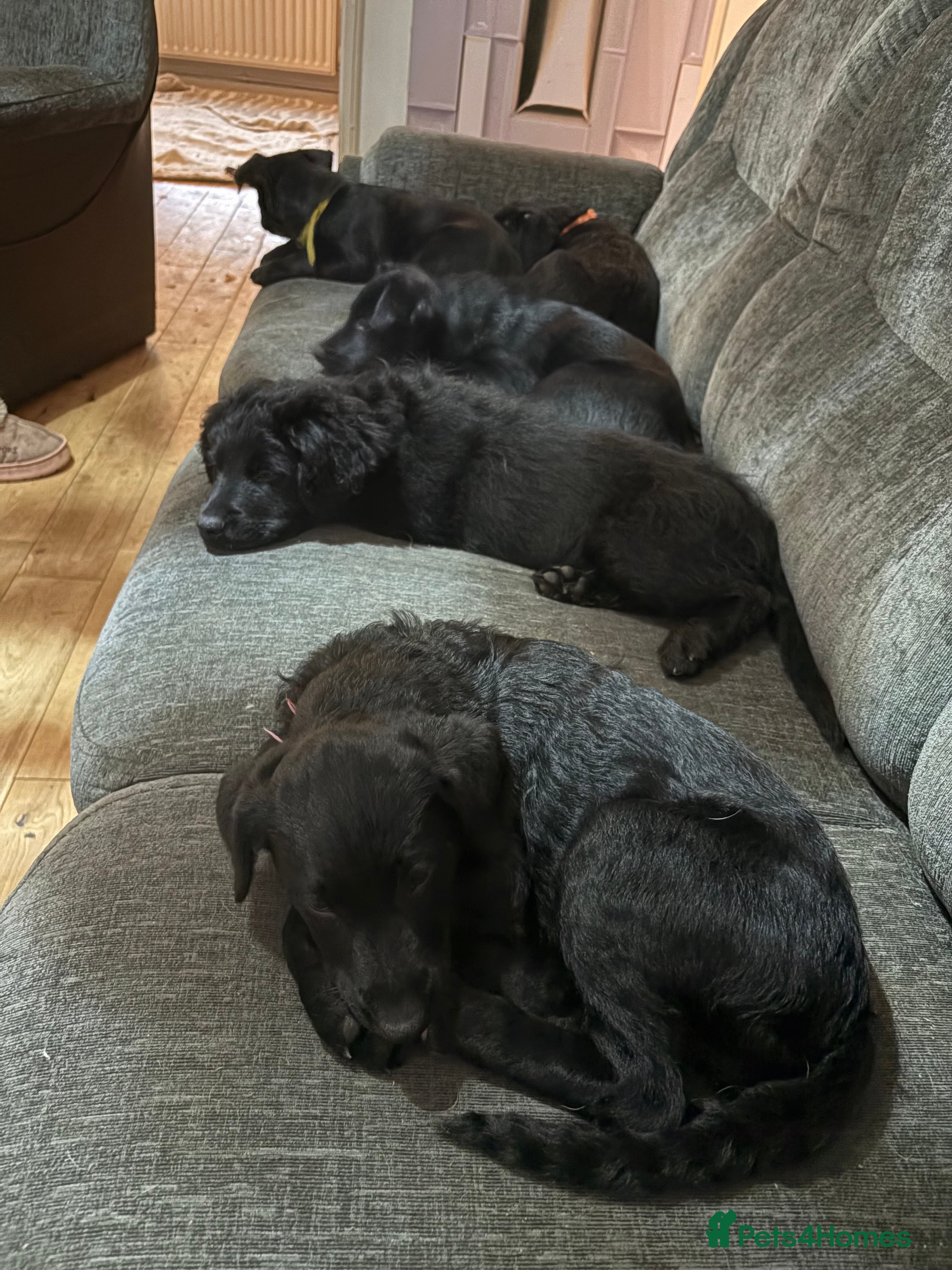 Goldador dogs Goldador puppies ready for rehome now!  - Advert 2