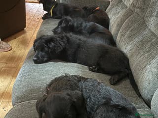 Goldador dogs Goldador puppies ready for rehome now! - Advert 3