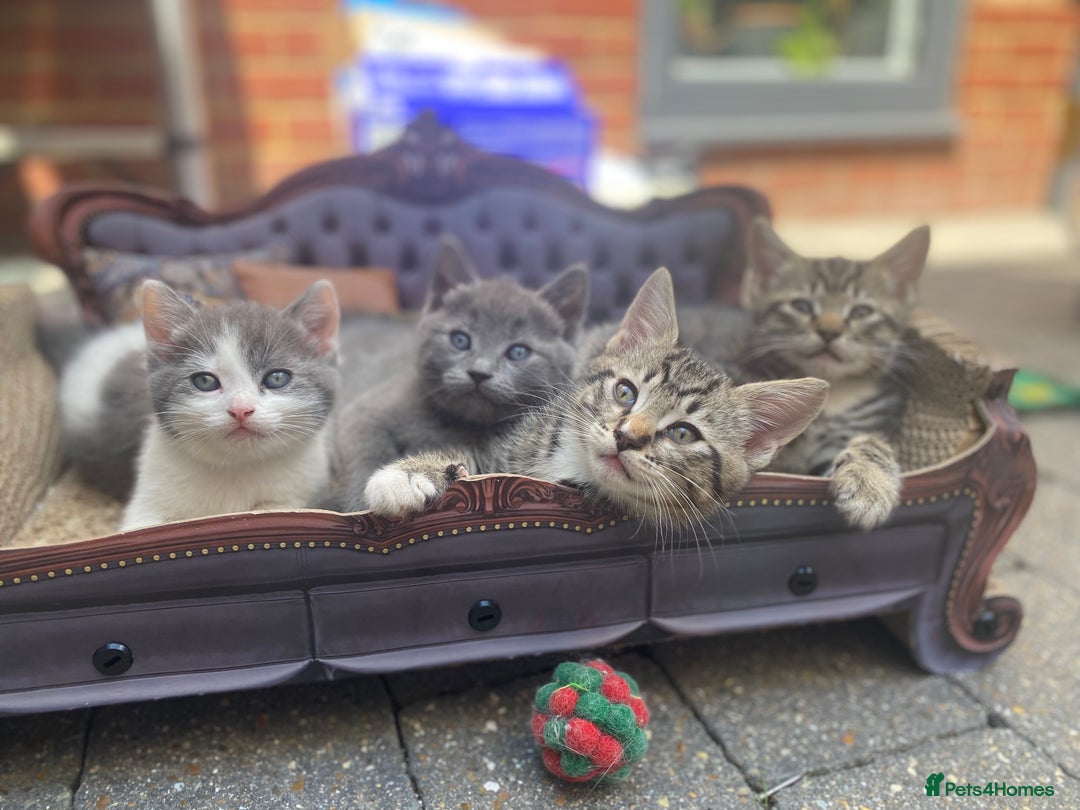 RagaMuffin cats for sale: 🐾 **Charming Ragdoll-Kittens for Adoption!** 🐾 - Image 6