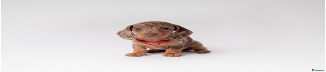 Miniature Dachshund Puppy 4