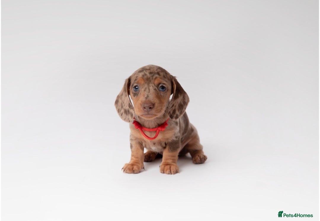 Miniature Dachshund dogs for sale: Beautiful miniature dachshunds - Image 6