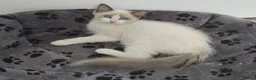 Ragdoll cats for sale: RAGDOLLS SEAL POINT BICOLOUR GIRLS BLUE EYES  - Advert 23