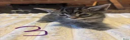 Mixed Breed cats for sale: Kittens for sale in Banbury - Advert 6