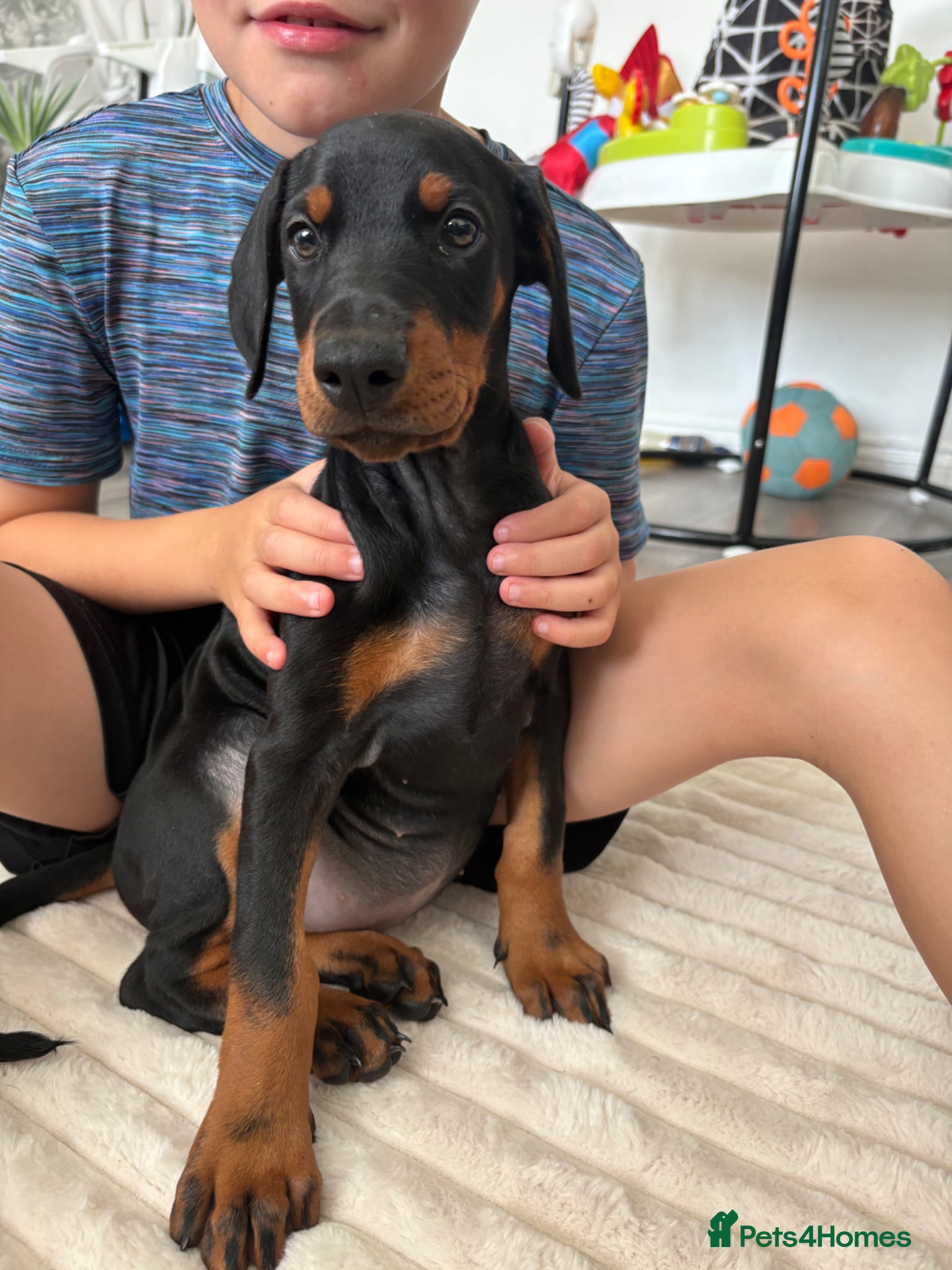 Dobermann dogs Ready now Kc Health tested Black & Tan girls  - Advert 6