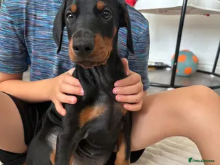 Dobermann dogs Ready now Kc Health tested Black & Tan girls - Advert 6