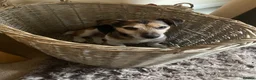 Jack Russell dogs for sale: Jack Russell looking for a loving home  - Advert 4