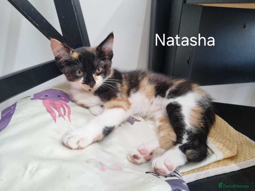 Domestic Shorthair cats for sale: 3 kittens 2 adults for sale  - Image 4