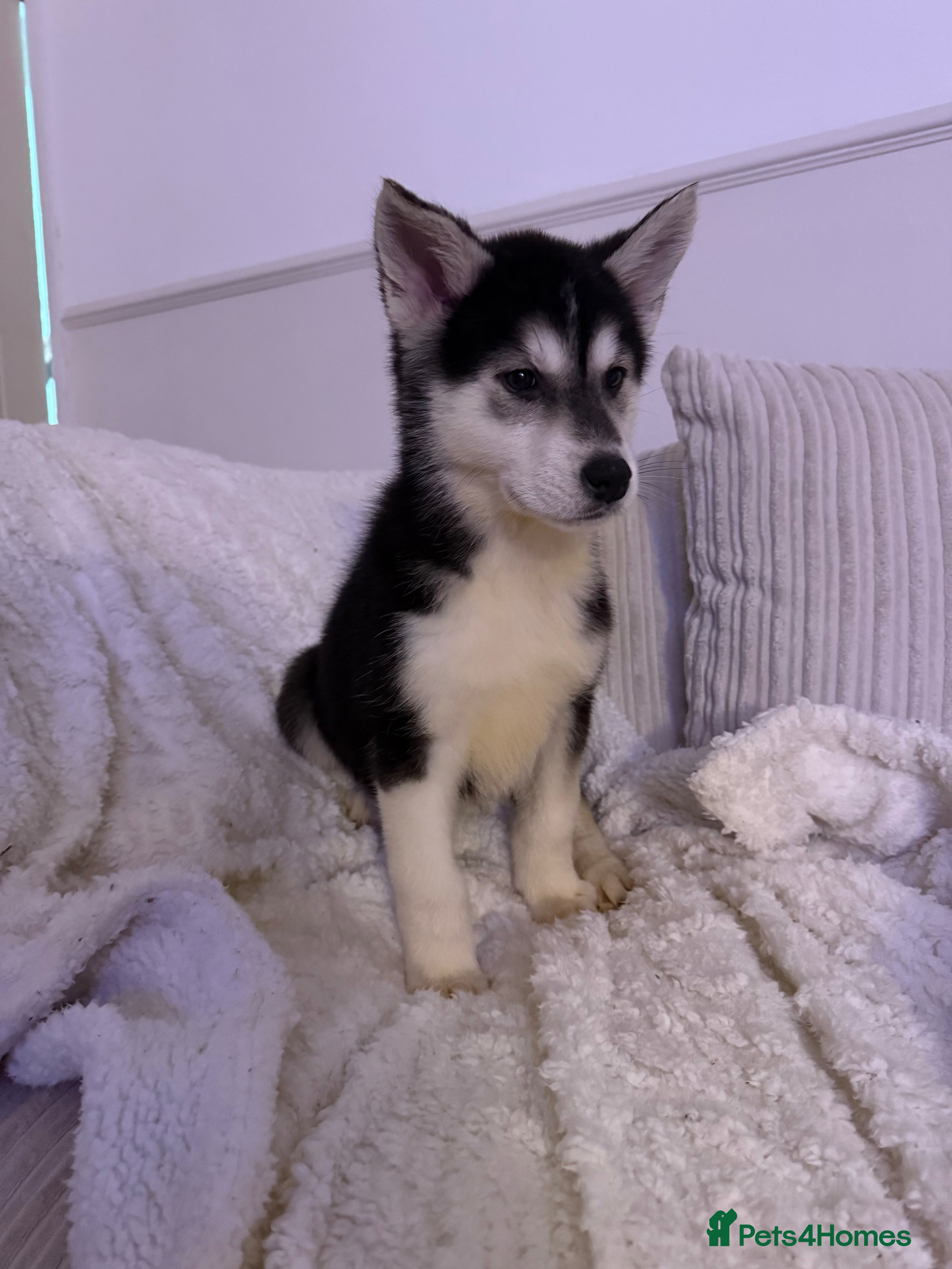 Huskita dogs READY NOW Huskita Puppies - Advert 2