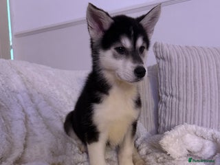 Huskita dogs READY NOW Huskita Puppies - Advert 2