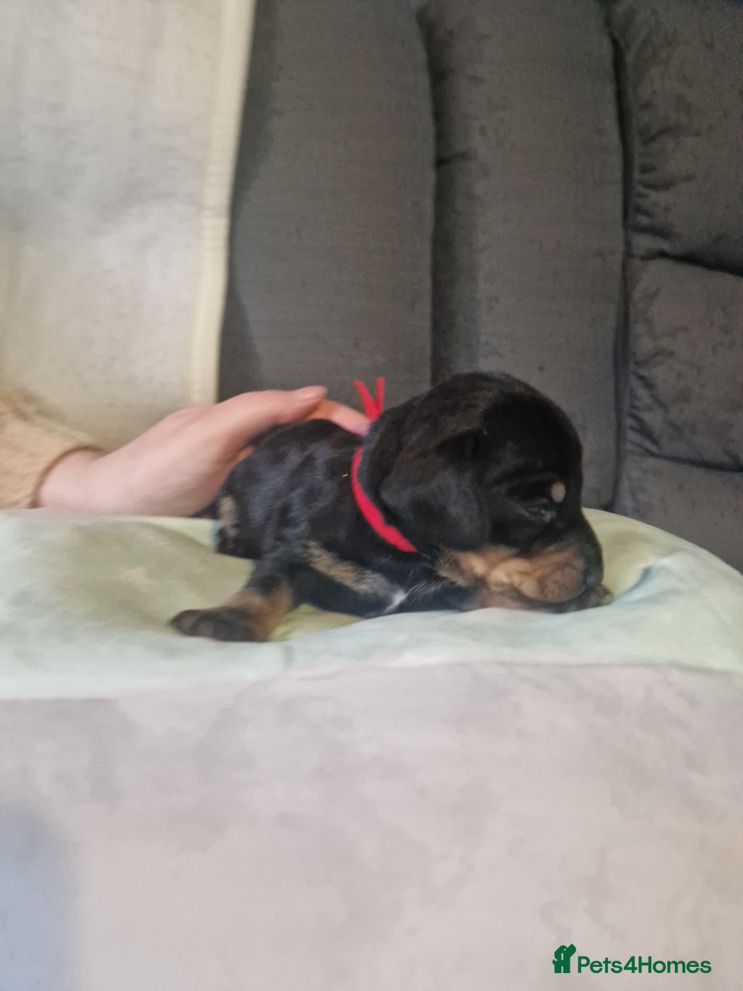 Miniature Dachshund dogs for sale: Miniature dachshund  - Advert 4