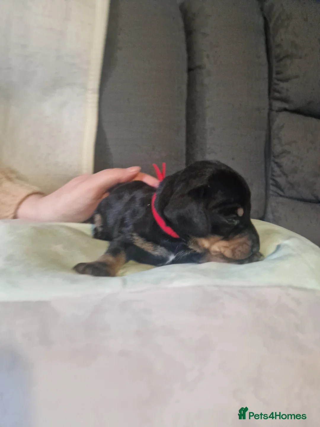 Miniature Dachshund dogs for sale: Miniature dachshund  - Advert 5