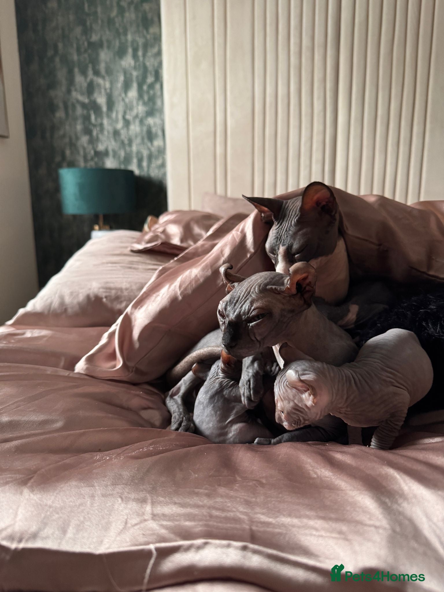 Sphynx cats Gorgeous elf kittens for sale  - Advert 10