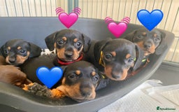 Miniature Dachshund dogs for sale: 🐶 READY NOW 🐶 REDUCED⭐️ - Image 3