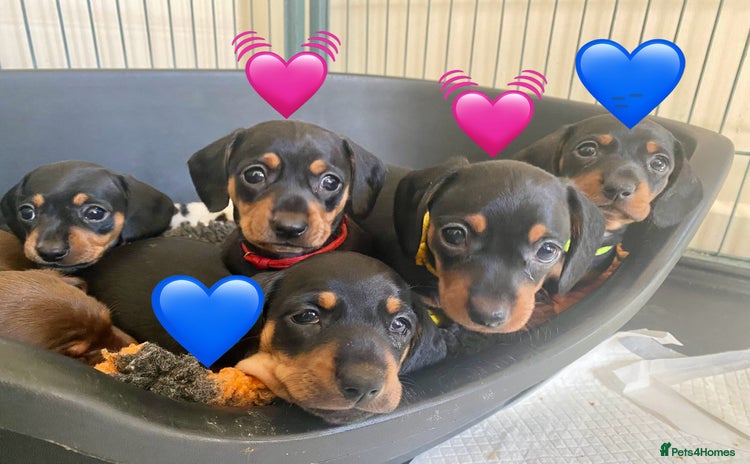 Miniature Dachshund dogs - Advert 6