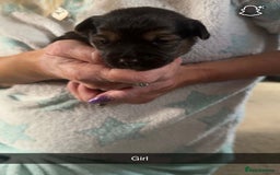 Mixed Breed dogs for sale: Jack Russel cross puppies  - Image 4