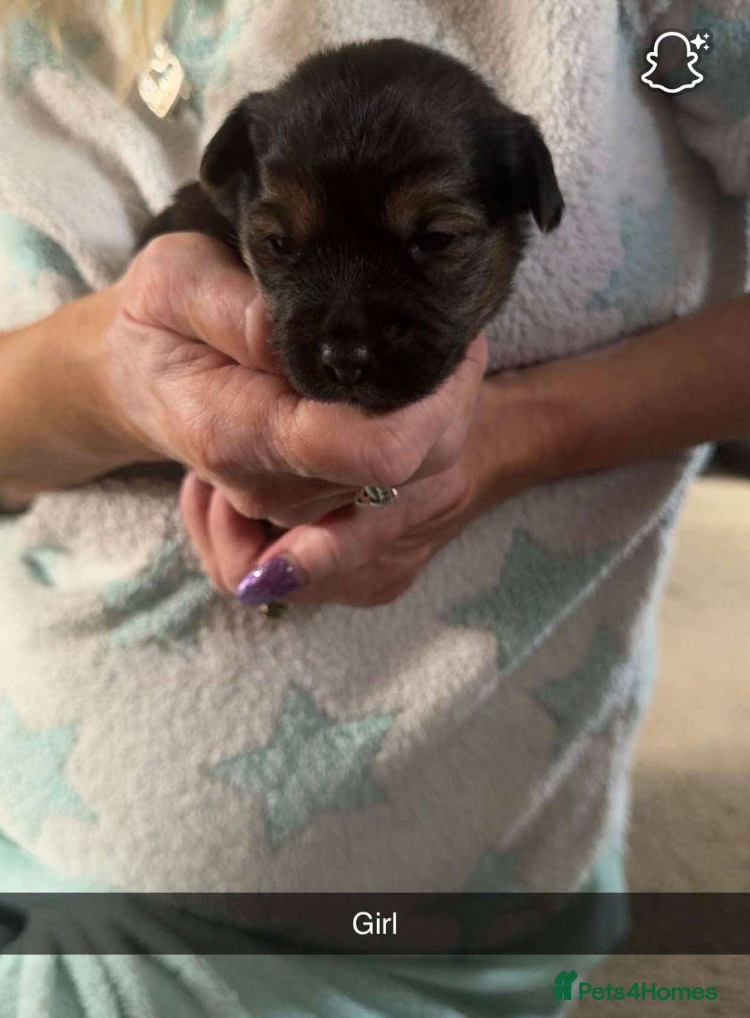 Mixed Breed dogs for sale: Jack Russel cross puppies  - Image 4