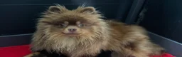 Pomeranian dogs for sale: Chocolate and tan female Pomeranian  - Advert 3