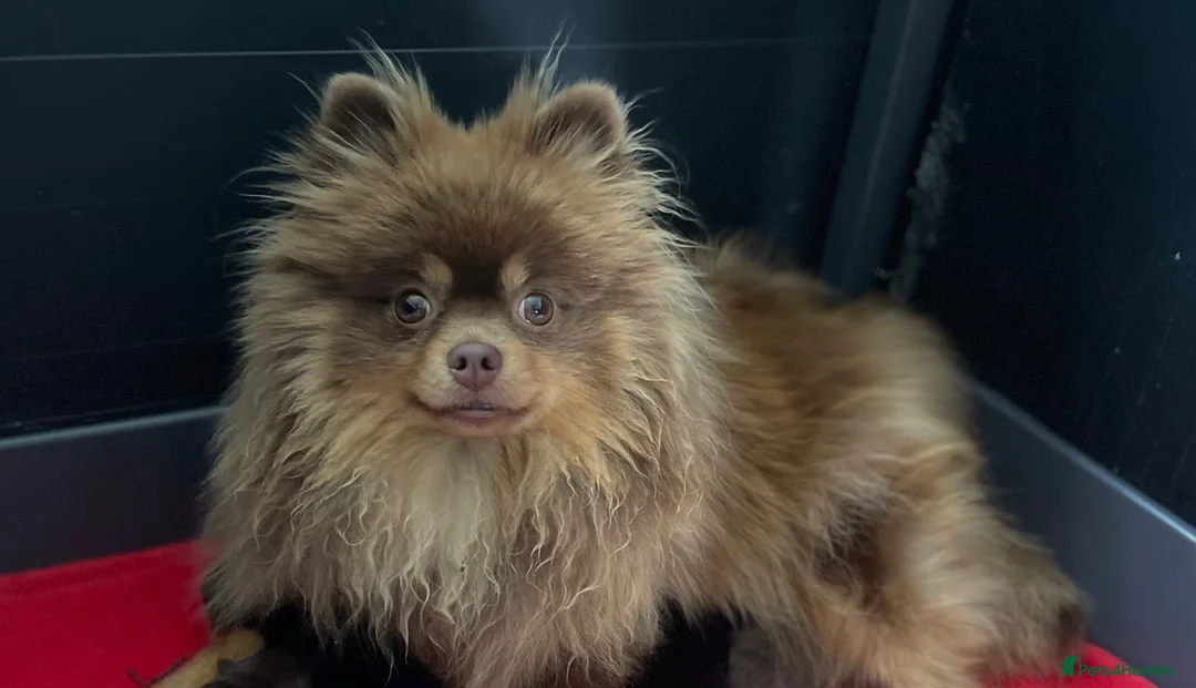 Pomeranian dogs for sale: Chocolate and tan female Pomeranian  - Advert 3