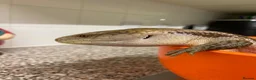 Skink reptiles for sale: Ernie the Blue tongued skink  - Advert 6