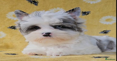 Yorkshire Terrier dogs - Advert 6